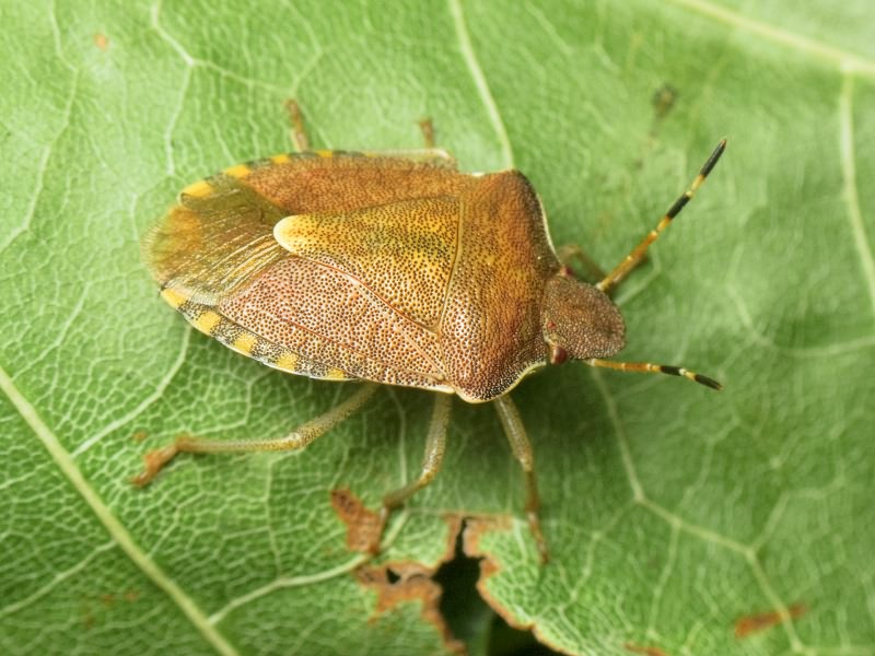 Peribalus strictus vernalis (Wolff, 1804)
